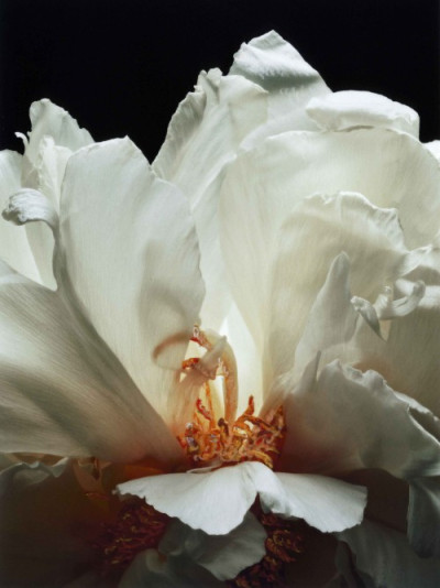 Fleurs Juin