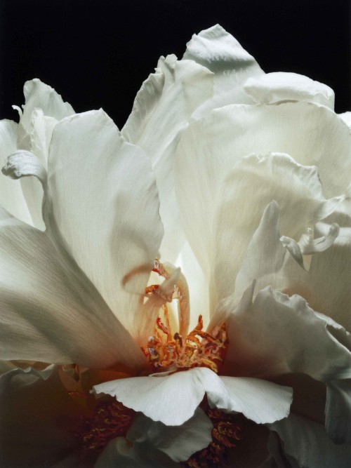 Fleurs Juin
