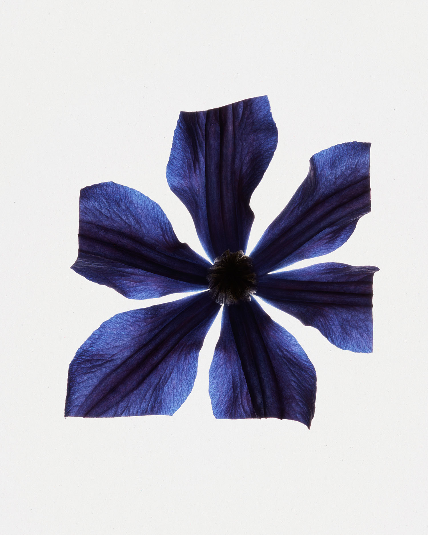 Fleurs Kraft - Myriam Bonaglia