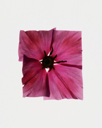 Fleurs Kraft - Myriam Bonaglia – Achille Laplante-Le Brun