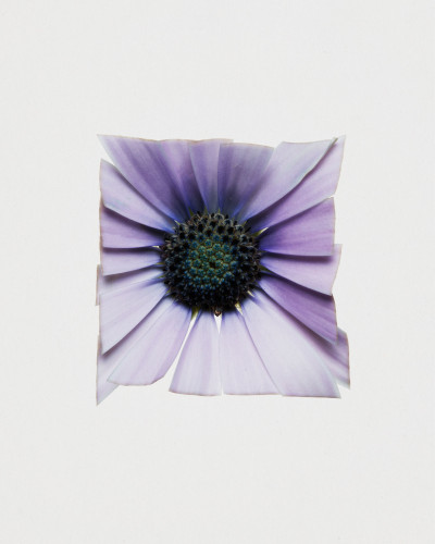 Fleurs Kraft - Myriam Bonaglia