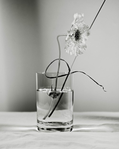 SO Represent - Hima Jomo - Spring in Bome