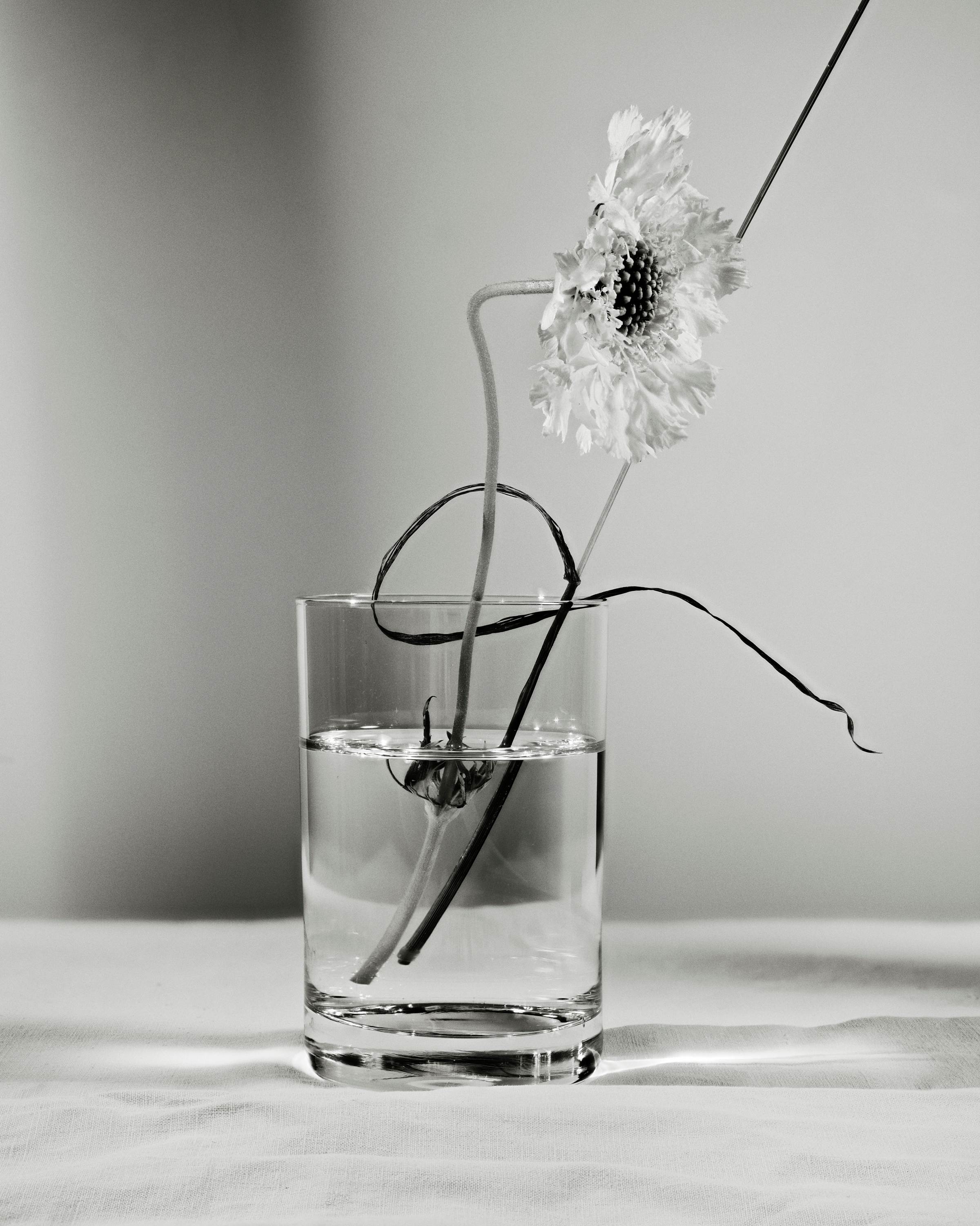 Hima Jomo - Spring in Bome