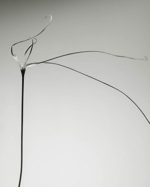 SO Represent - Hima Jomo - Spring in Bome