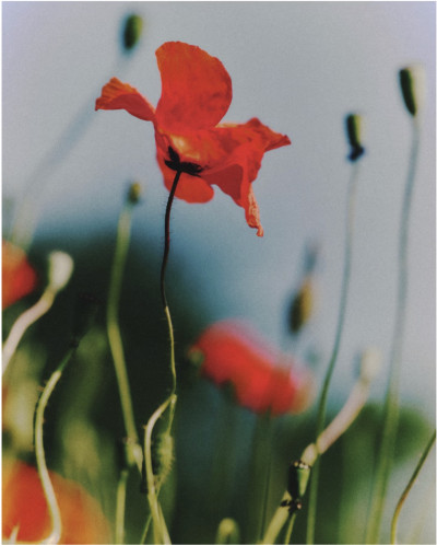 Flowers – Aliocha Boi