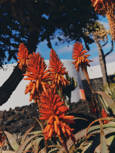 Lanzarote