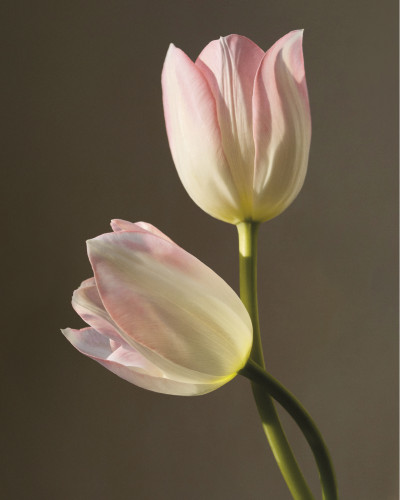 Chloé Atelier Des Fleurs