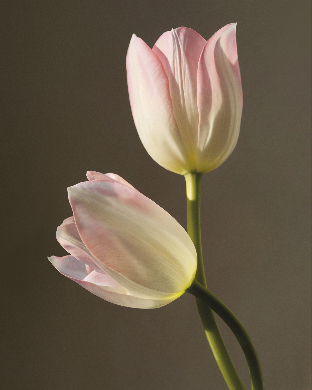 Chloé Atelier Des Fleurs
