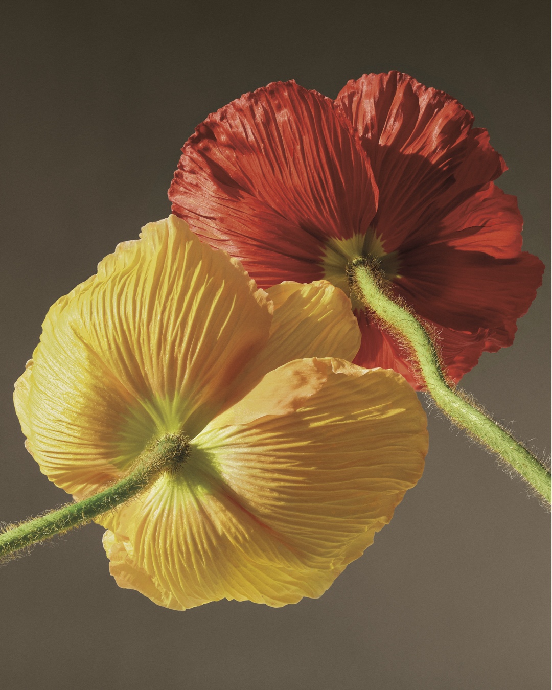 Chloé Atelier Des Fleurs
